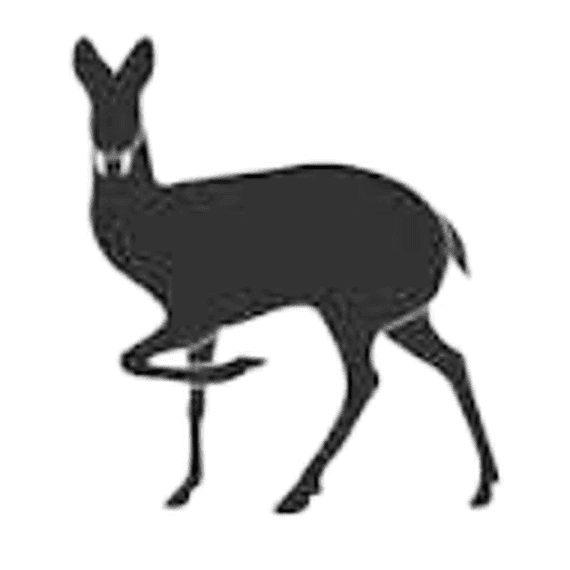 Moschidae